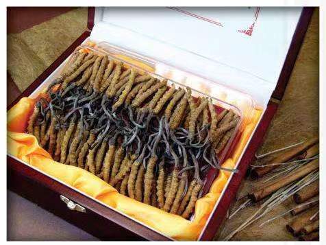 巧家冬虫夏草回收